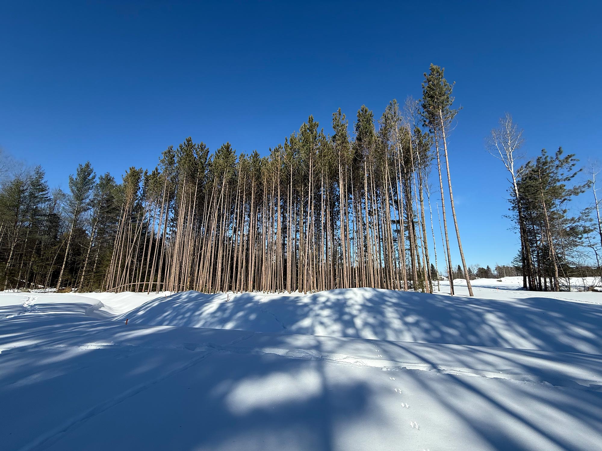 Terrain 7 — paysage hivernal