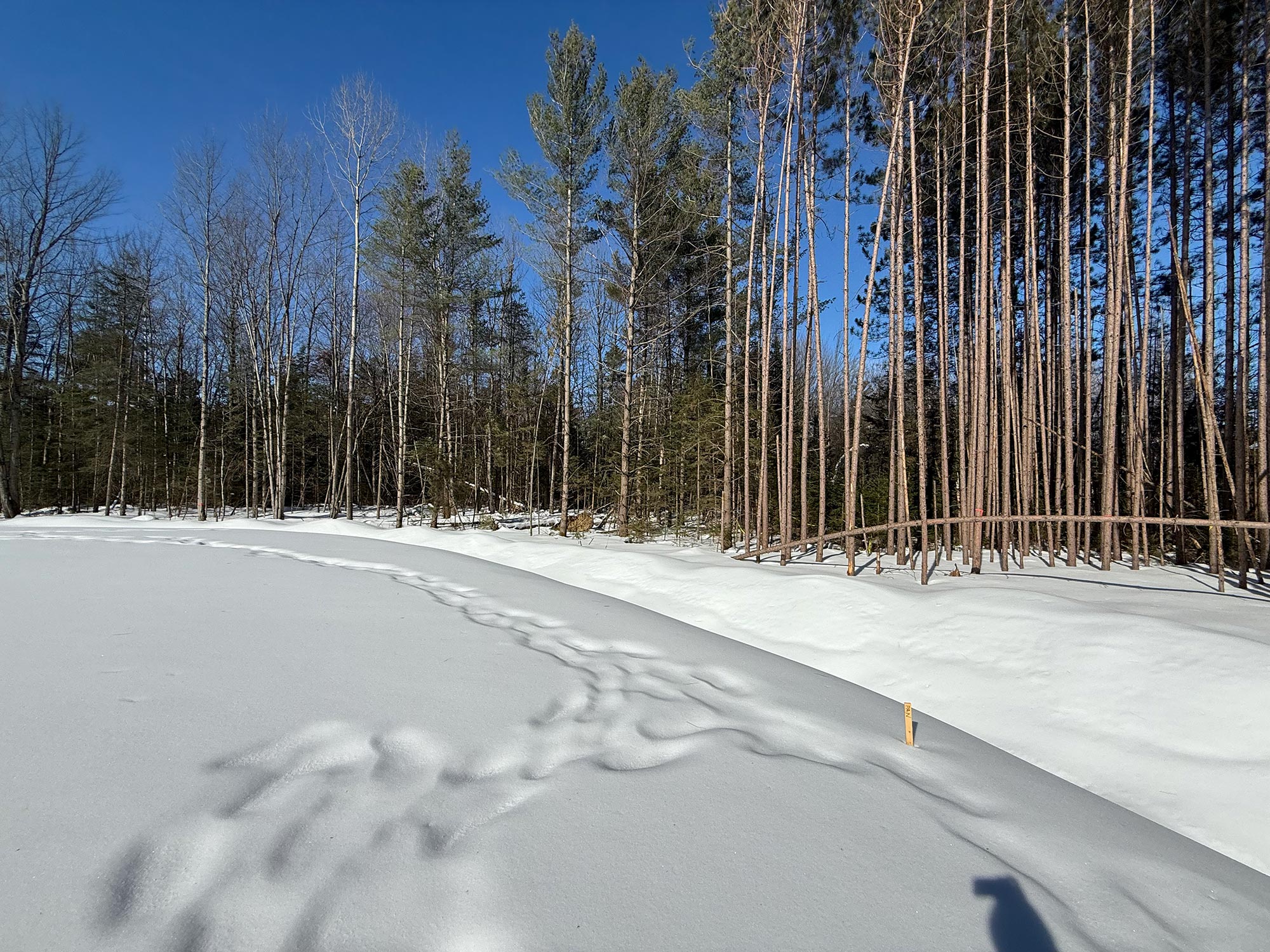 Terrain 8 — paysage hivernal